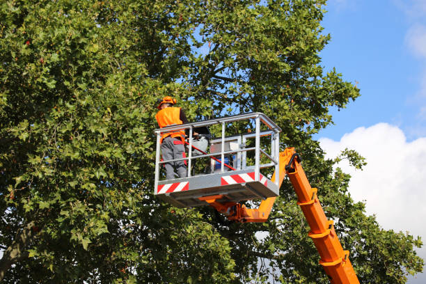 Best Utility Line Clearance  in Florissant, MO